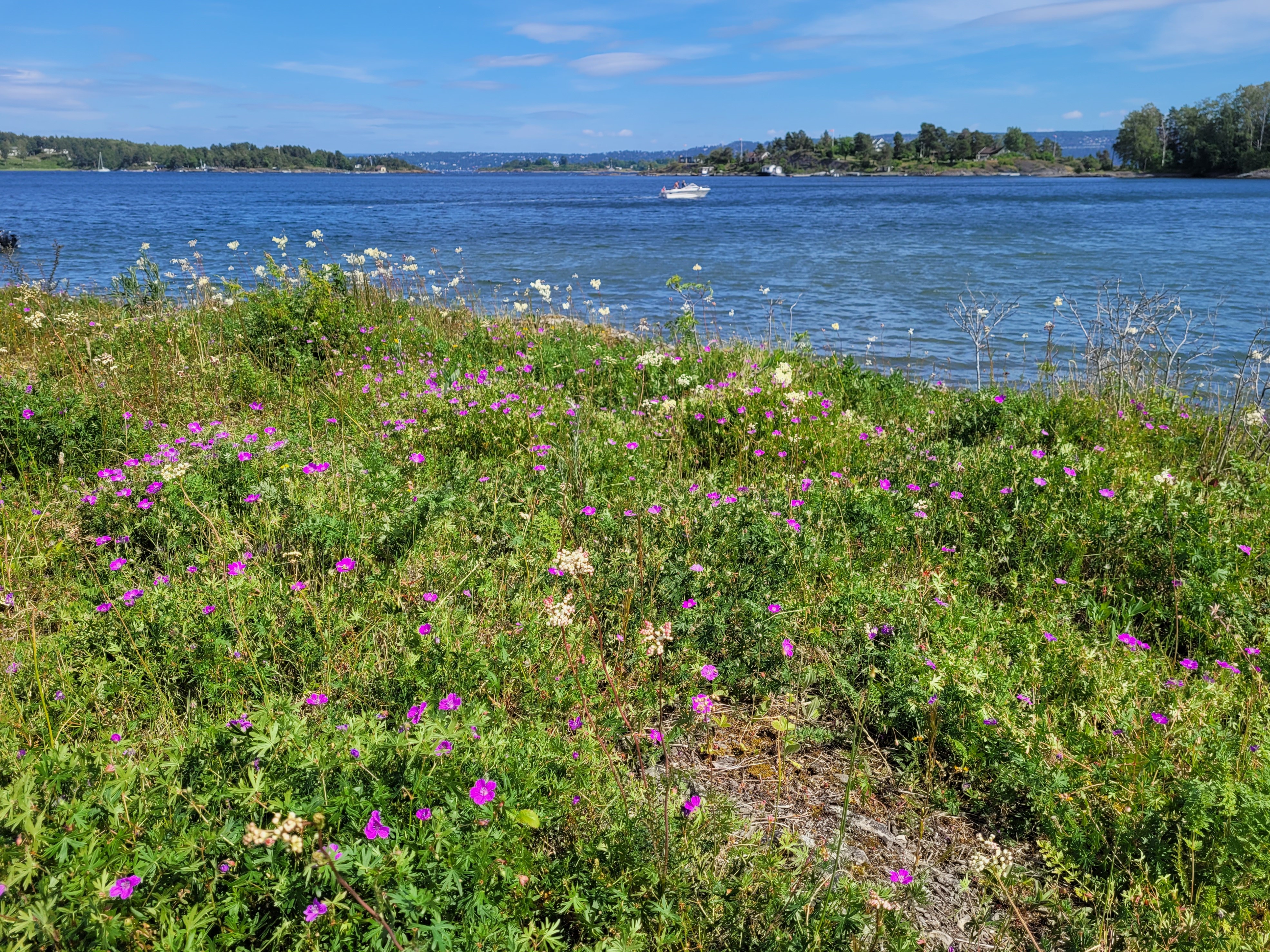 &Aring;pen grunnlendt kalkmark p&aring; Malm&oslash;ya.|Foto: Siri Lie Olsen/NINA &copy; CC BY 4.0
