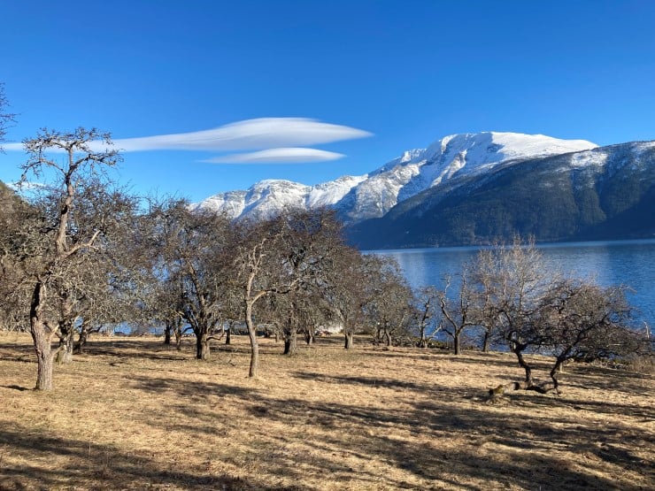 Fruktdyrking har vi holdt på med lenge i Vestland. Det er estimert at om lag 14 tonn DDT vart nytta i fruktdyrkinga i Hardanger. Sidan 1979 har konsentrasjonane av DDT i blåskjel vore overvaka i Sørfjorden og Hardangerfjorden. I 2021 vart det òg tatt inn referansestasjonar frå Sognefjorden.