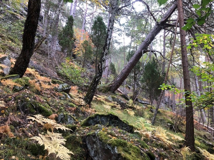 I Buggastrondi er det både tørr kallkfuruskog, edellauvtre og gamal boreal lauvskog. Vi tilrår å opprette eit naturreservat her for å ta vare på disse nasjonale verneverdiane. 
