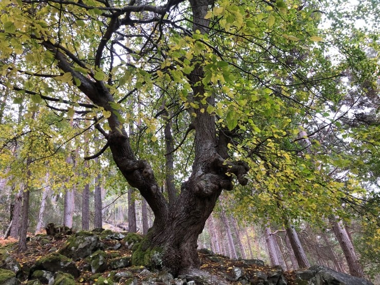Lind er eit edellauvtre, og trivst i varme lommer langs fjorden. Edellauvskog er mangelfullt dekt i skogvernet i Vestland, og Buggestrondi vil gje eit verdifullt bidrag til å ta vare på naturmangfaldet i fylket. Lind kan ha tyding "skjold" skildra i Snorre-Edda.