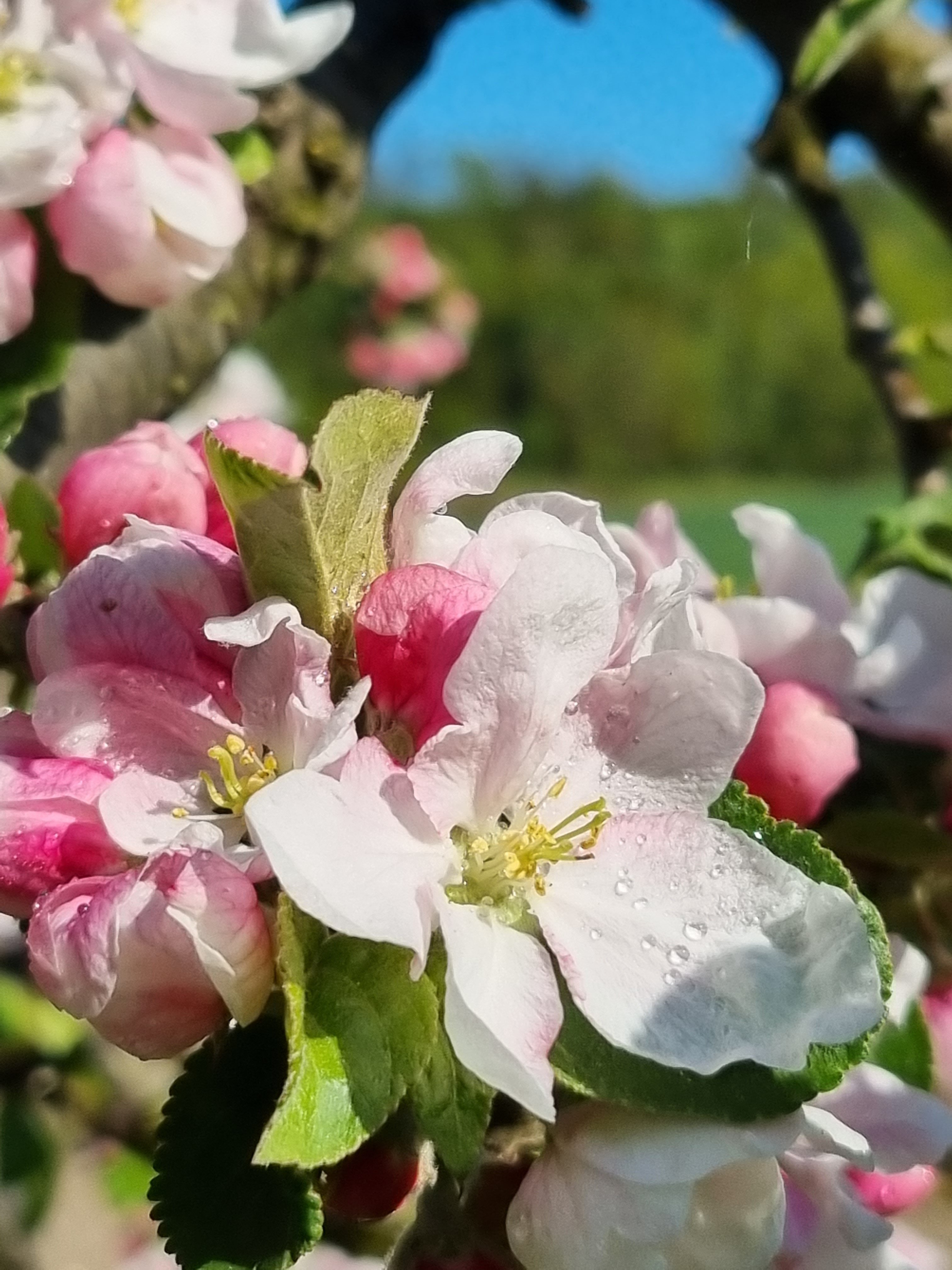 Epleblomster