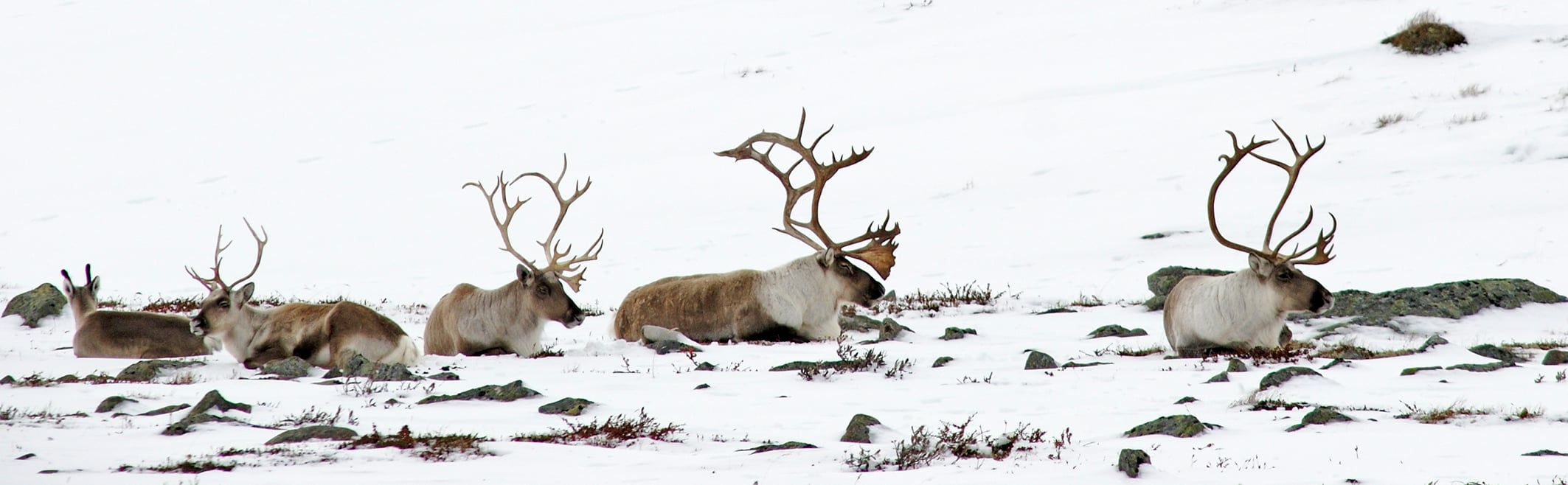 Rein som ligger på snø og barmark.