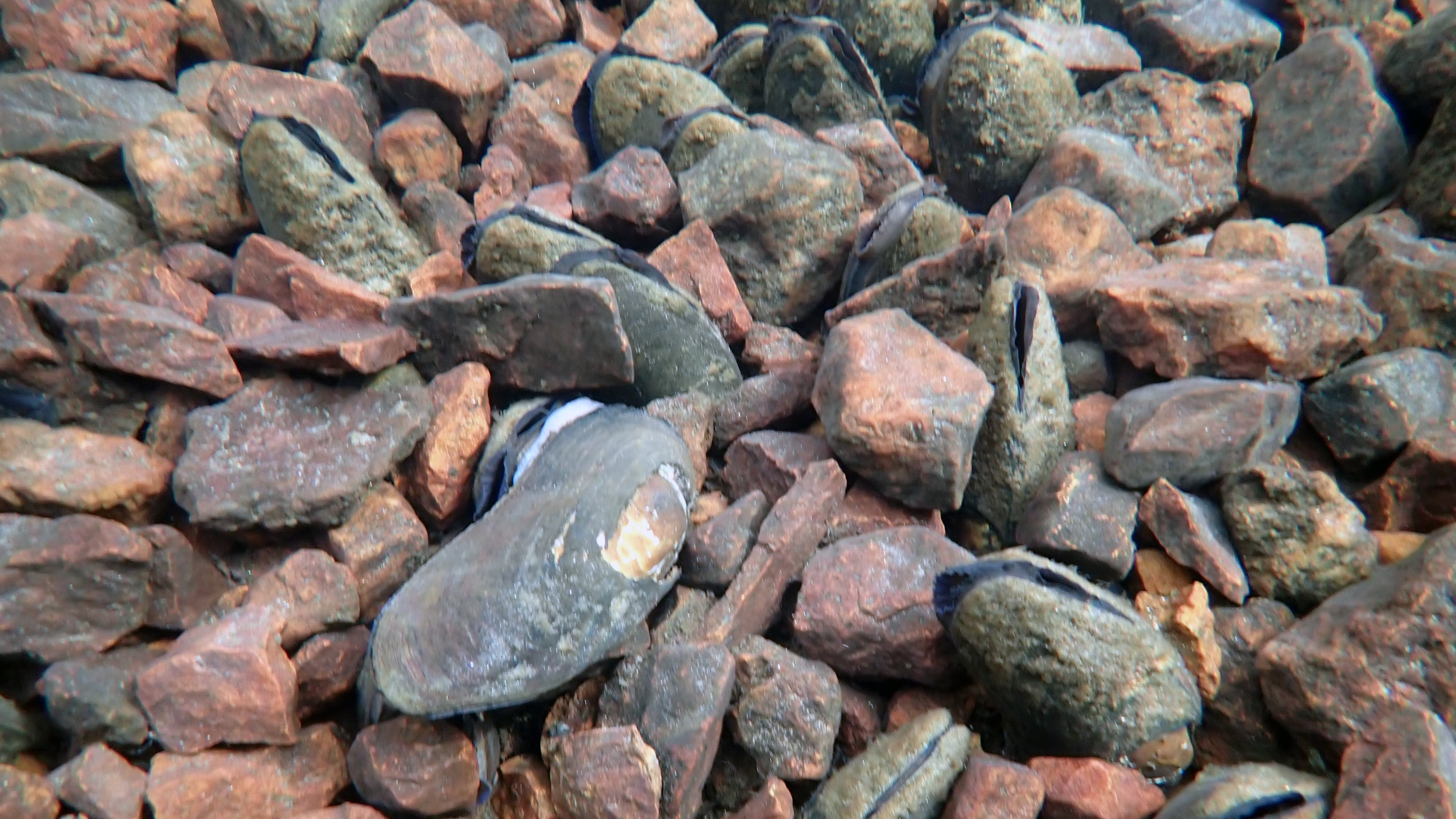 Elvemuslingene lever på elvebunnen, men starter livet som en parasitt på fisk.