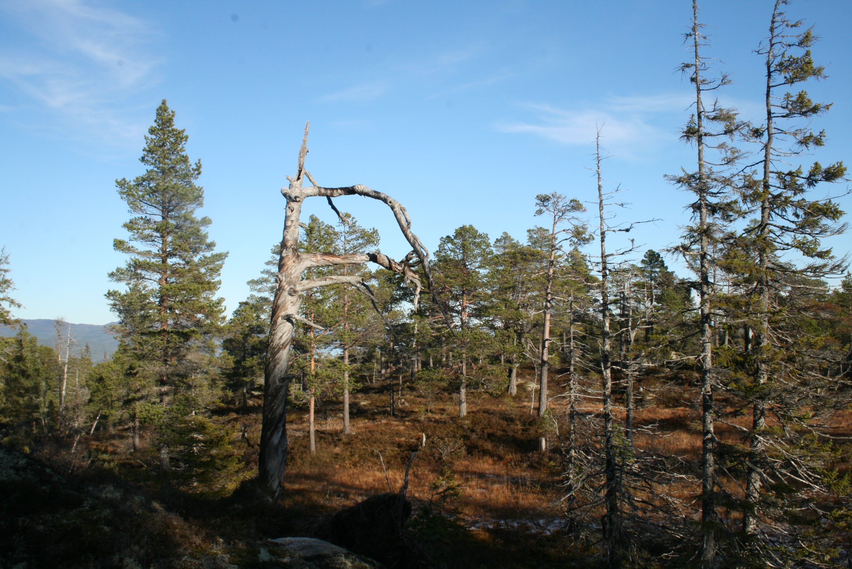 Bilde av skog i Røsheia naturreservat. Her ser vi en stor gadd (stående død ved) og noen mindre gadder i tillegg til friske furu- og grantrær. IMG_4633.JPG