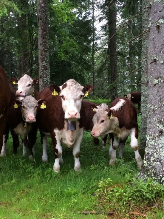 Storfe i skogen