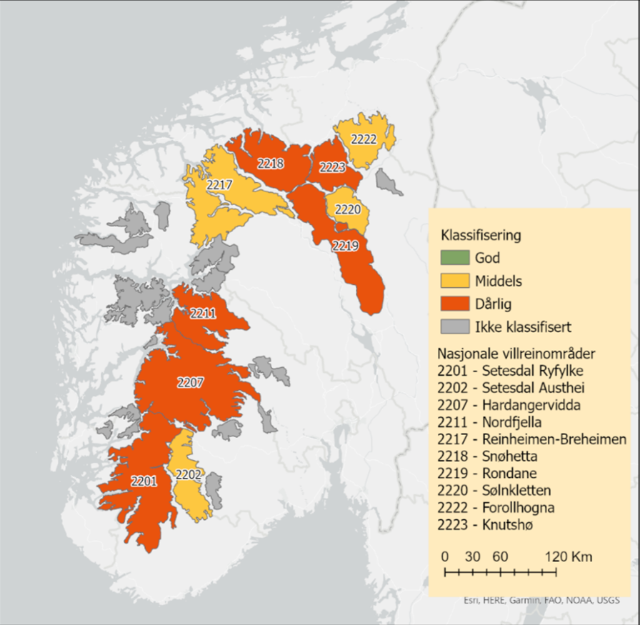 Fire villreinområde får middels klassifisering og seks villreinområde får dårleg klassifisering. No er det fire år til ny rapport om kvalitetsnormen blir lagt fram, og arbeidet framover vil fokusere på å forbetre statusen som leveområda for villreinen har. Kart utabeidd av NINA.