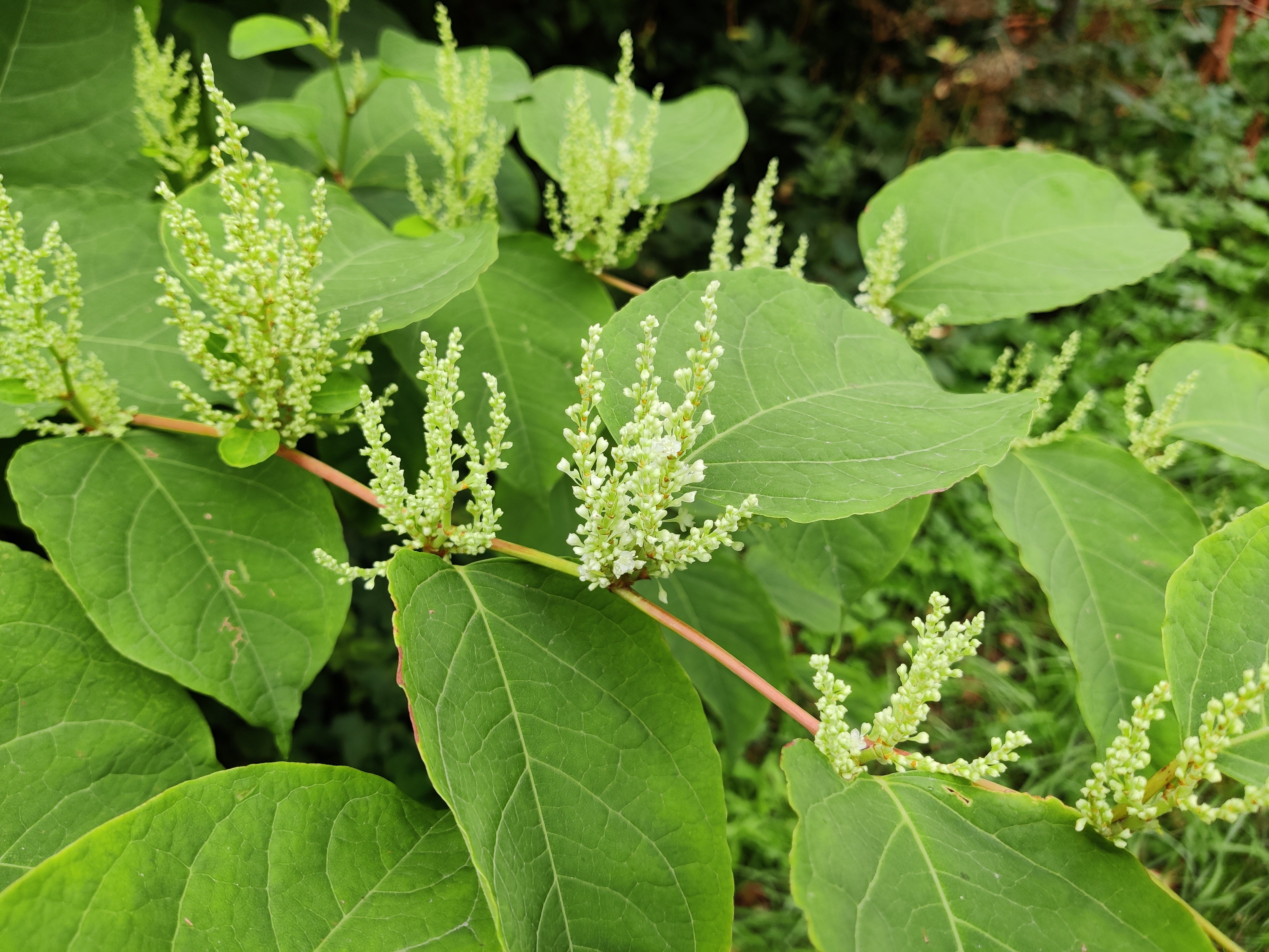 Parkslirekne i blomst