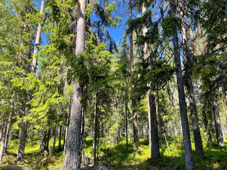 Skog