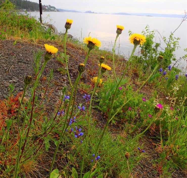 Truet og utvalgt naturtype: Åpen grunnlendt kalkmark.
