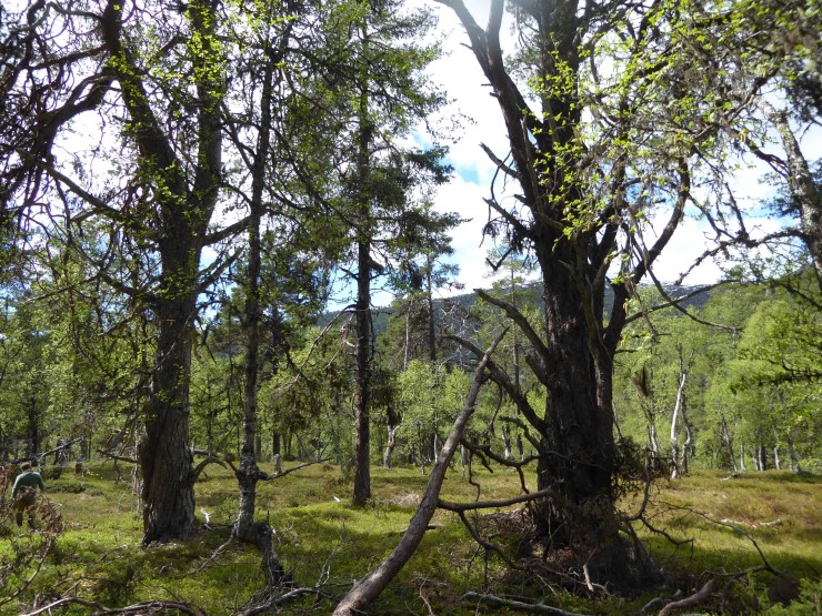 Det er store allmenne interesser knytt til dei to naturreservata Rodeholene og Breisete. Biletet her er frå Storhaug i Breisete naturreservat i Sogndal kommune. 