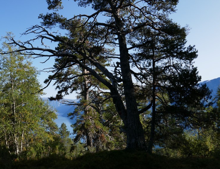 Furu i Rodeholene naturreservat
