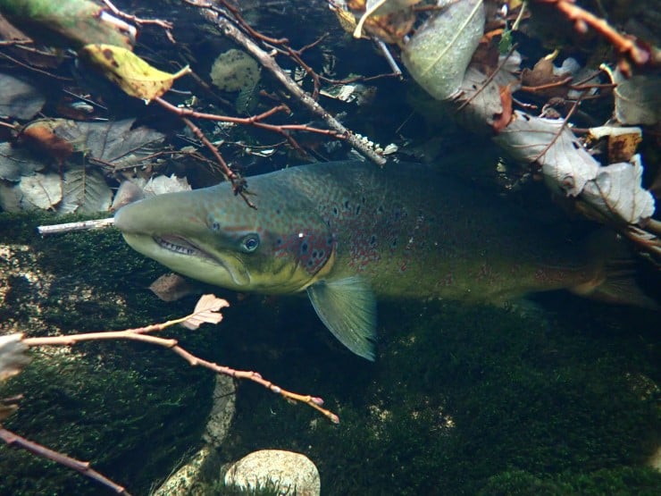 Kantvegetasjon er viktig for fisk av alle storleikar. Vegetasjonen er ei  kjelde til mat, skugge og som denne hannlaksen viser: skjul. Mangel på kantvegetasjon kan redusere fiskeproduksjonen  i eit vassdrag.