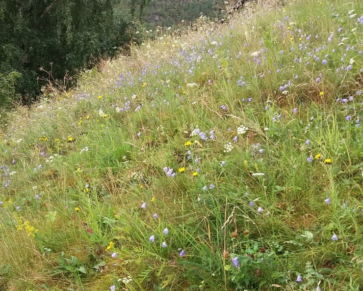 Blomsterrike turrbakkar, andre kantsoner og åkerholmar som blir skjøtta kan vere viktige for humler, bier, sommarfuglar og andre ville pollinatorar