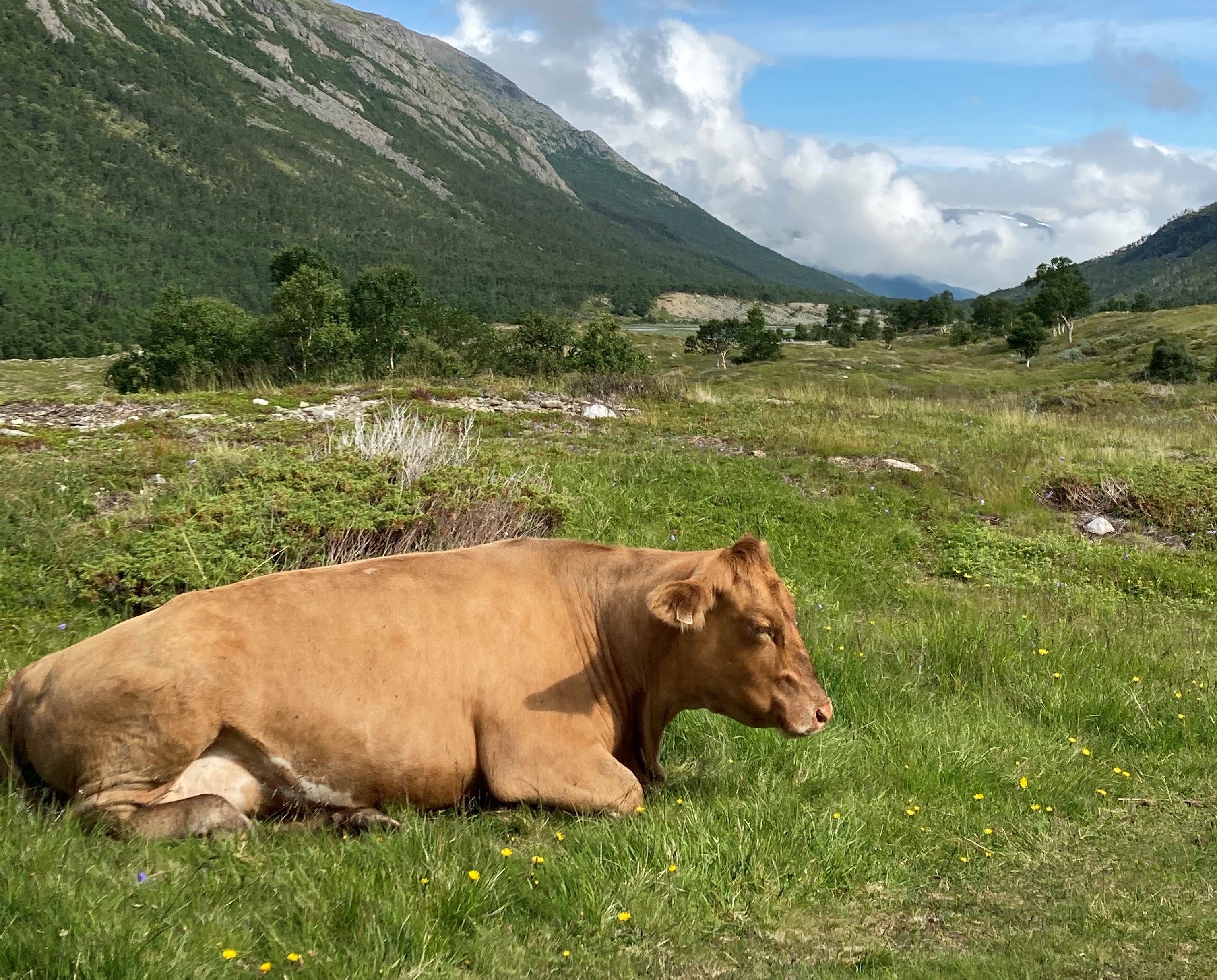 På utmarksbeite i Grøvudalen i Sunndal
