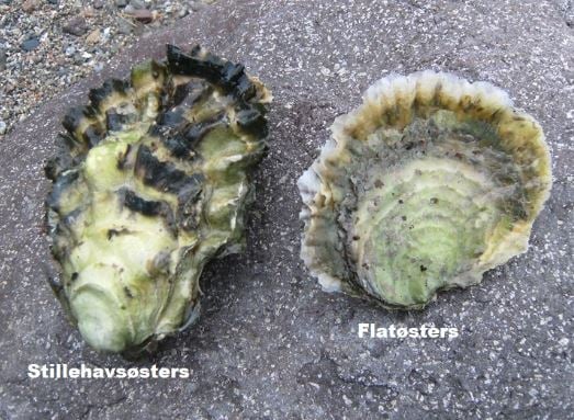 Forskjell på stillehavsøsters og flatøsters