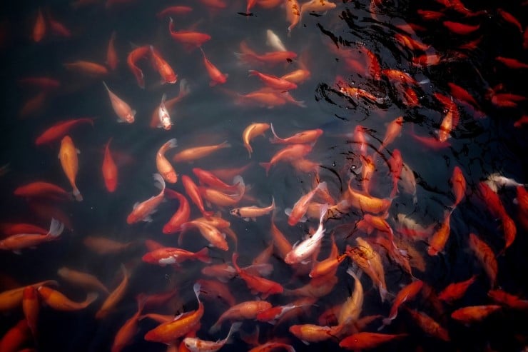 Mye røde og oransje småfisk i mørkt vann.