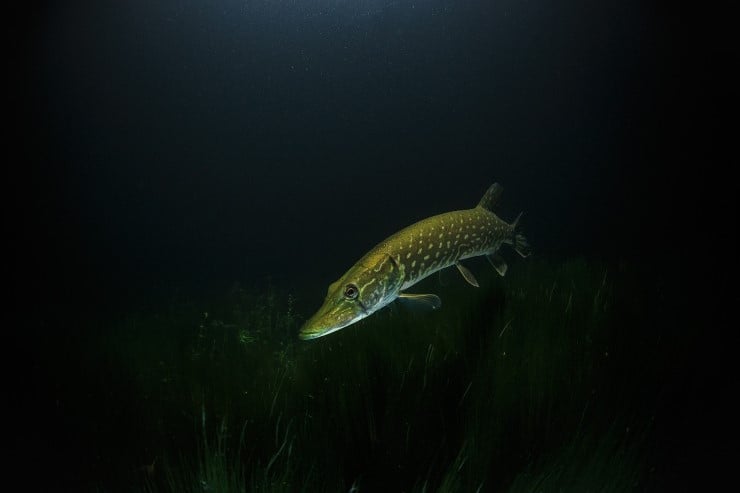 Bilde av fisk med mørk bakgrunn