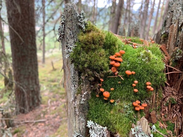 Død ved i gammelskog er et viktig element i mange av de nye verneområdene.