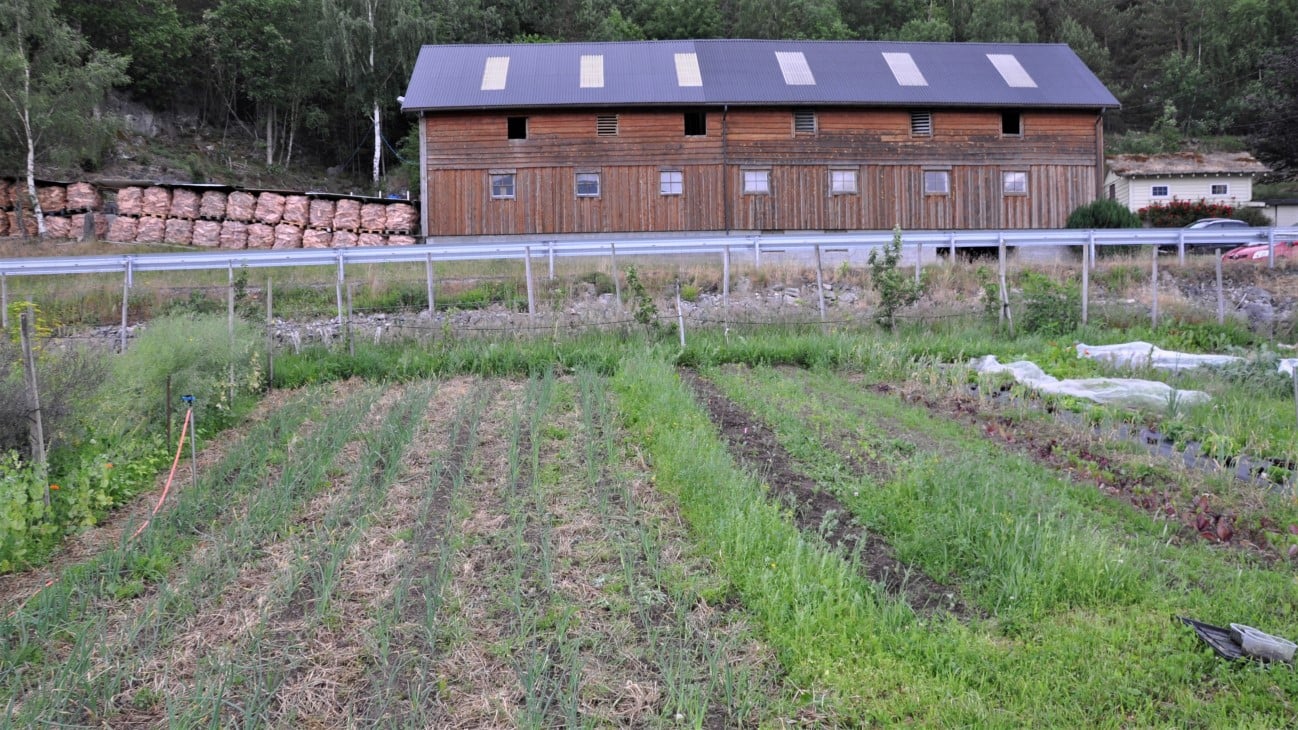 Fjøsbygning i bakgrunnen, grønnsaksrekker i forgrunnen