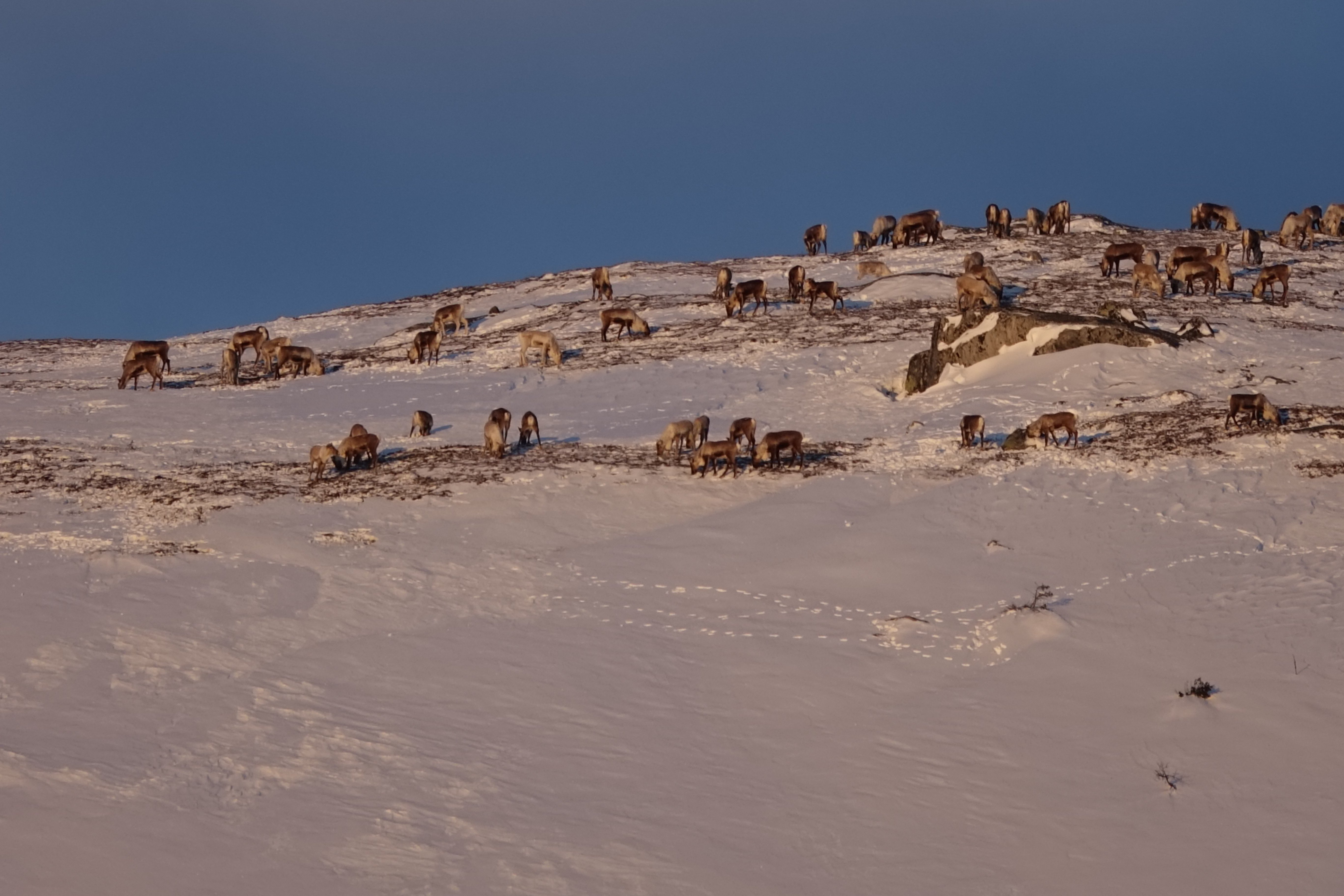 Villreinflokk som beiter på lavmatter i vinterlandskap på fjellet med blå himmel i bakgrunnen. 