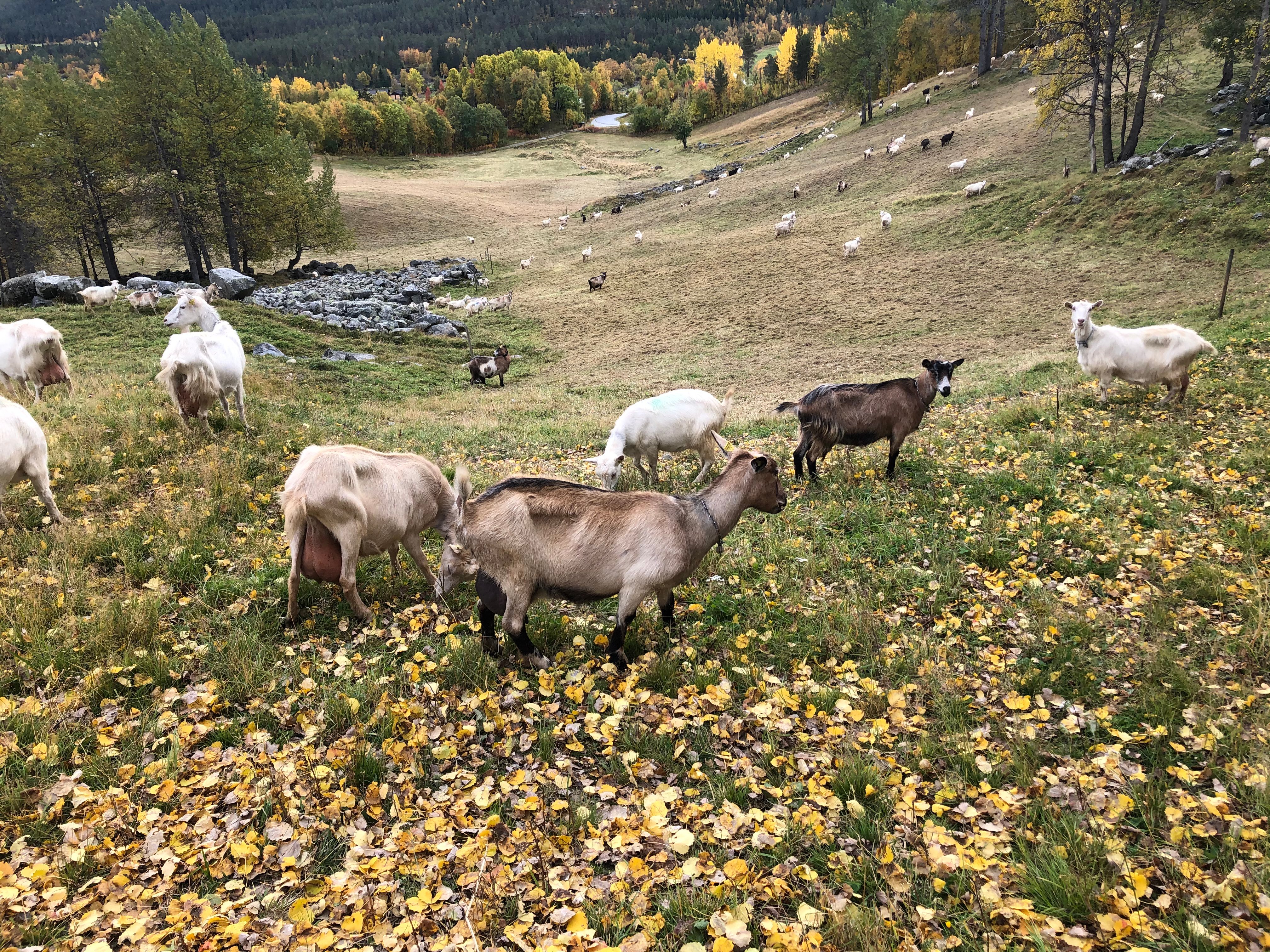 Bilde som viser geiter på beite, høstfarger på trærne