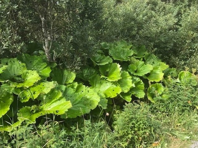 Legepestrot er enklest å finne etter blomstringa, når de store, rabarbaralignende bladene har strekt seg ut.