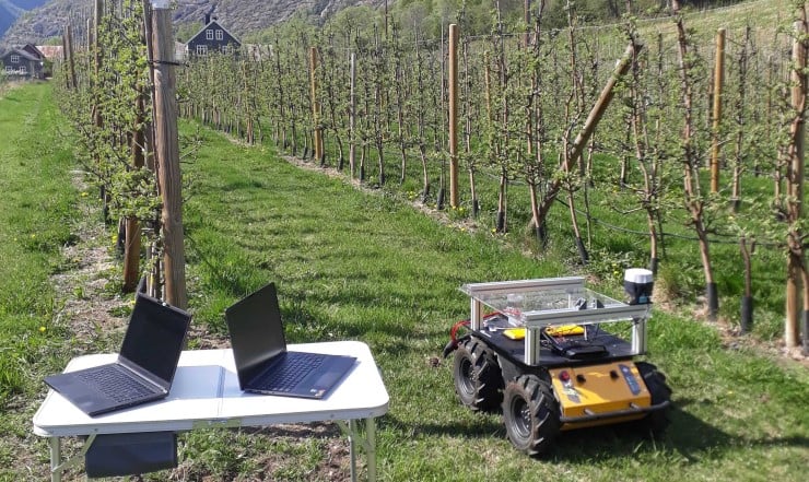 Robot klipper graset mellom radene av epletre.