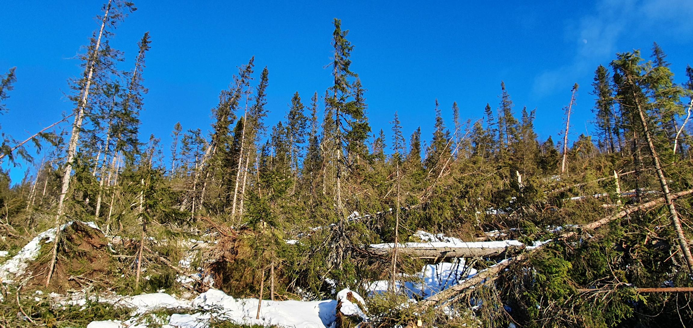Store skader på skogen i øvre deler av Viken etter stormen 19. november 2021 og kraftige vindvær vinteren 2022.