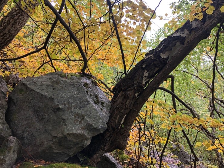 Det er bratt i dei største delane av tilbodsområdet på Loftesnes. Steinsprang er ikkje uvanleg i dei bratte liane. Trea ber preg av skadar frå ramlande stein, og bidreg med å stoppe dei frå vidare ferd ned lia.  