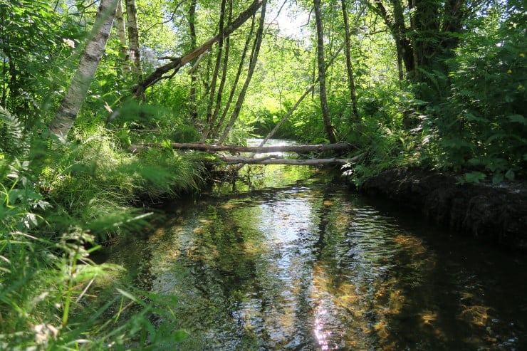 Liten bekk renn gjennom tett skog. Tre som heng over bekken, velta tre over bekk.