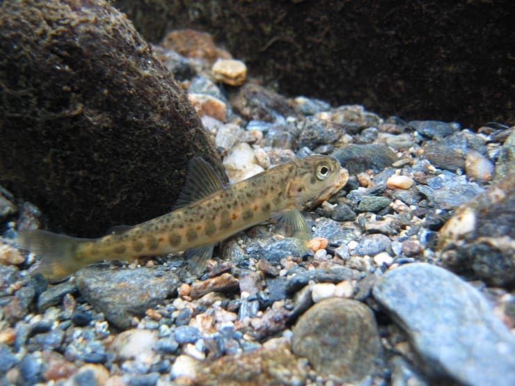 Liten fiskeunge av laks som ligg foran ein stor stein, og oppå grusen i ei elv.