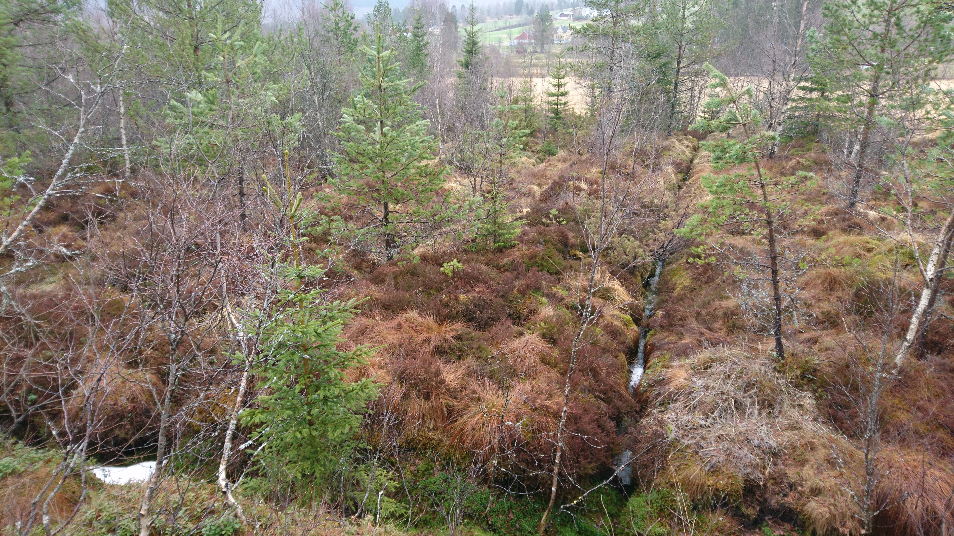 Mykje tre og åpne grøfter i Åmsmyra før restaurering. Biletet er frå befaringsplanlegging. Foto: Michael Røberg Eklo, Statens Naturoppsyn, Miljødirektoratet. 01 Åmsmyra befaringplanlegging før hogst og restaurering.JPG