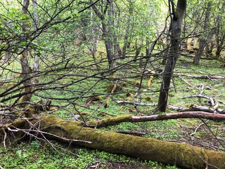 I nedre delar av Lykkja er det gråor-heggeskog. I denne naturtypen er det eit rikt fugleliv, og det er registrert like mange fugl i gråor-heggeskog som du finn i tropisk regnskog! Luftfuktigheten er gjerne høg i slik skog, og skogbotnen er ofte frodig. Gråor slepp grøne blad om hausten, noko som bidreg til meir nitrogen i skogbotnen.
