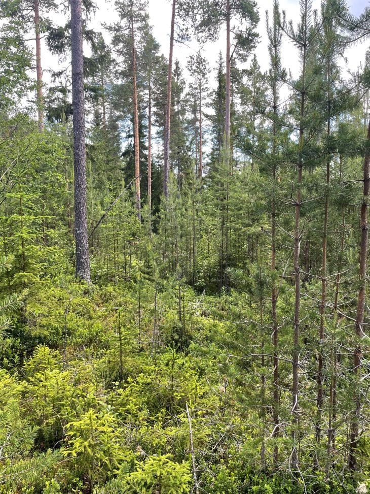 Foto av skog