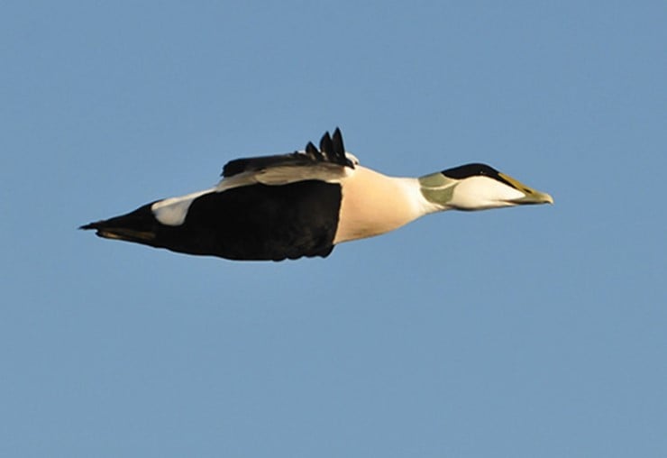 ein fugl flyg mot blå himmel