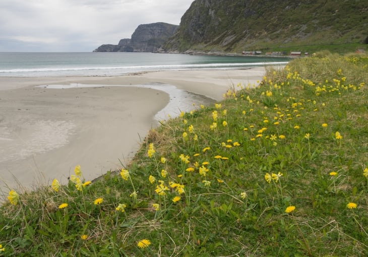 Havet som slår inn mot ei strand og grøn vegetasjon med gule blomstrar i bakken