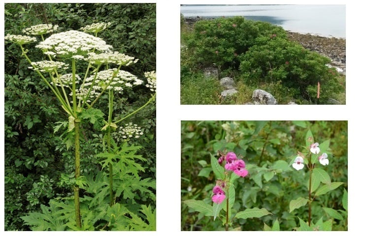Kjempebjørnekjeks-rynkerose-kjempespringfrø Kjempebjørnekjeks-rynkerose-kjempespringfrø.jpg
