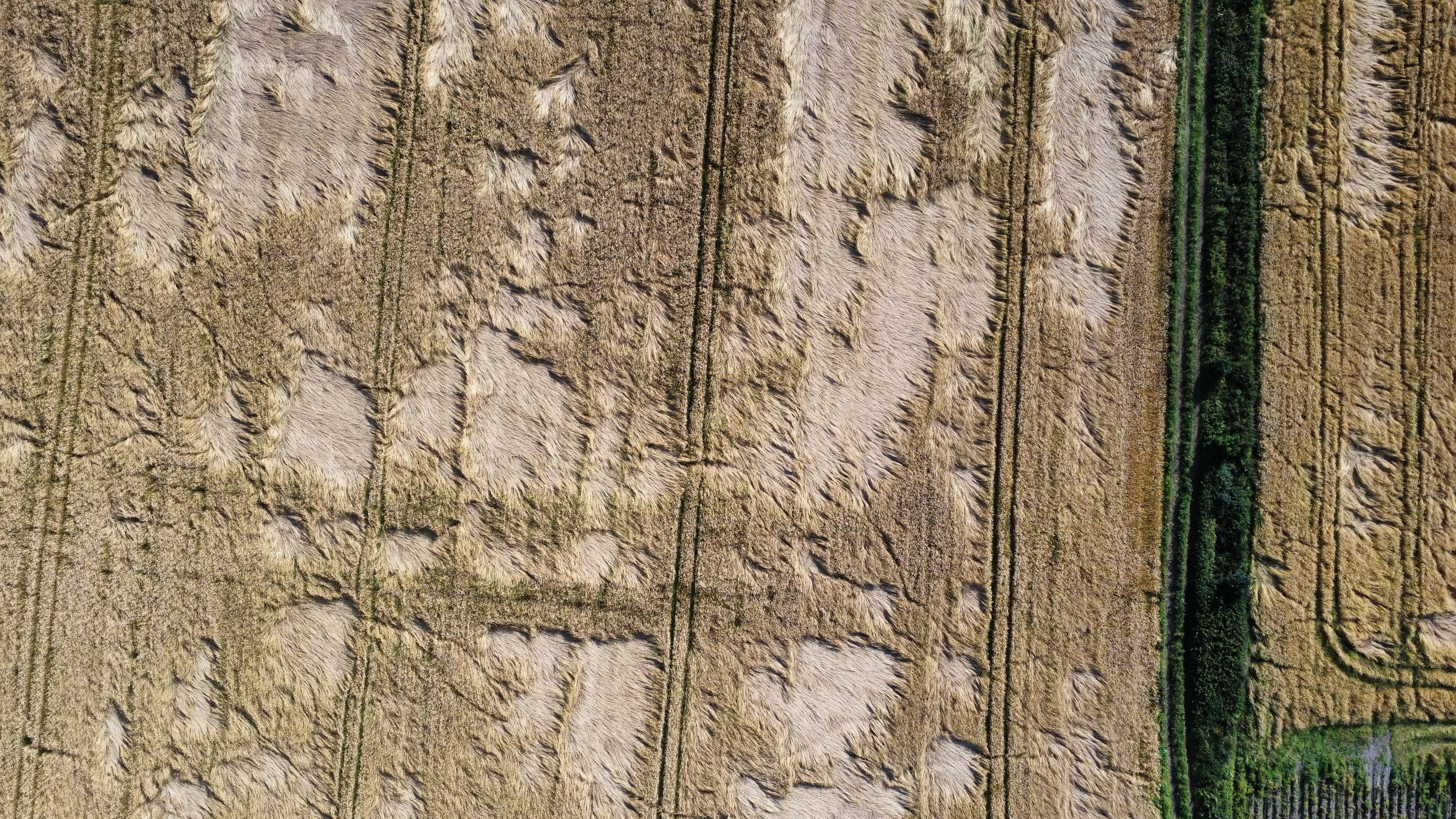 Dronebilde som viser kornåker der en del av kornet ligger flatt - legde.