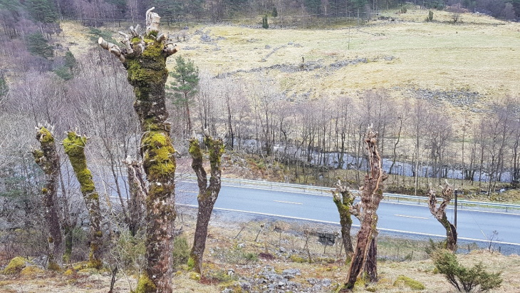 Styva ask i Målandsdalen