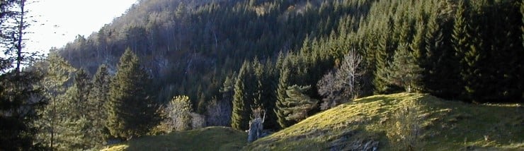 Kan skogen vere ein del av klimaløysinga?