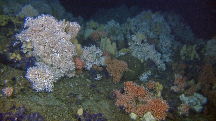 Kaldtvannskorallrevet nord for Steinav&aelig;r, og regnes som juvelen i Andfjorden.