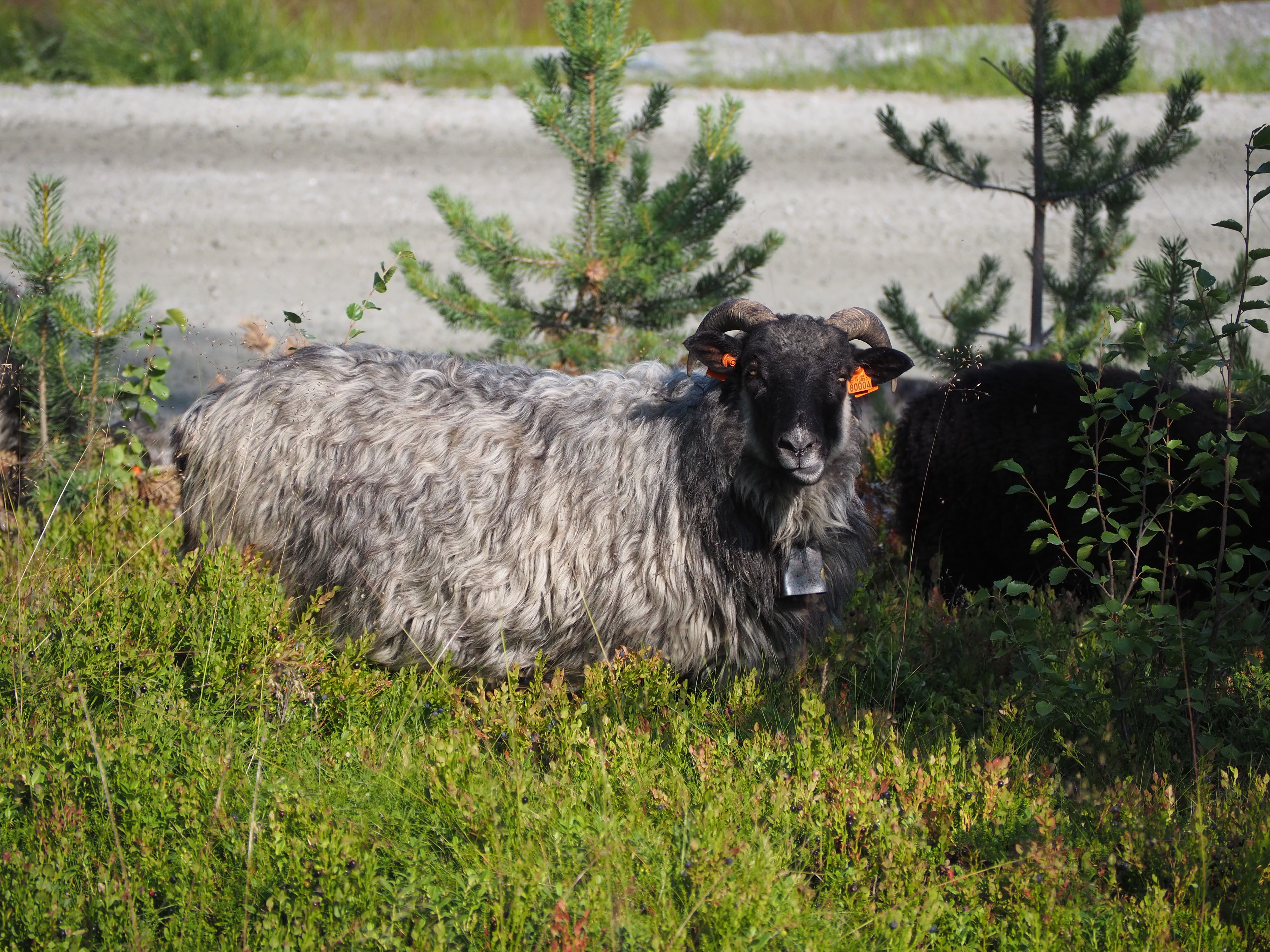 Utfordringene med veterinærdekning er ofte knyttet til store geografiske områder med lange reiseavstander, og spredt tetthet av landbruksforetak og dyr.