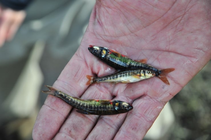 liten fisk i hånd