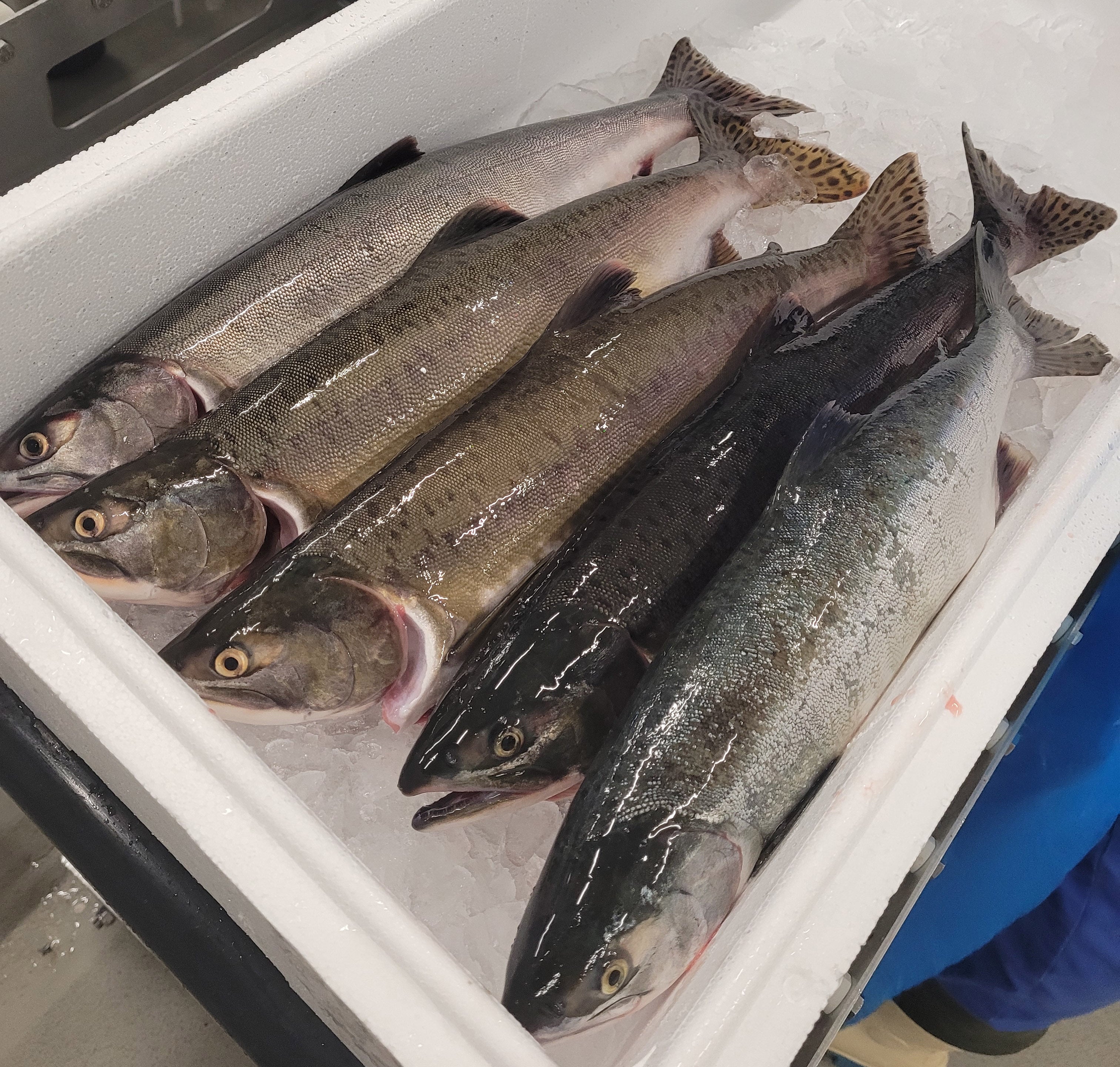 Laks liggende i en hvit fiskekasse