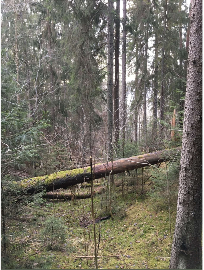 Igulsrud naturreservat. Foto: Marie-Louise Olsen imagep391h.png