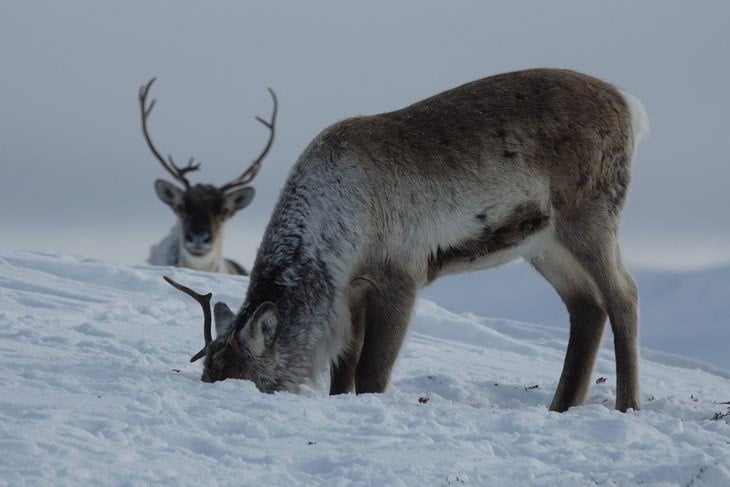 Villrein på vinterbeite er sårbar for uroing. Vær varsam og ta hunden i band! Desse flotte dyra på biletet er fotografert med telelinse på lang avstand og vart ikkje uroa. 