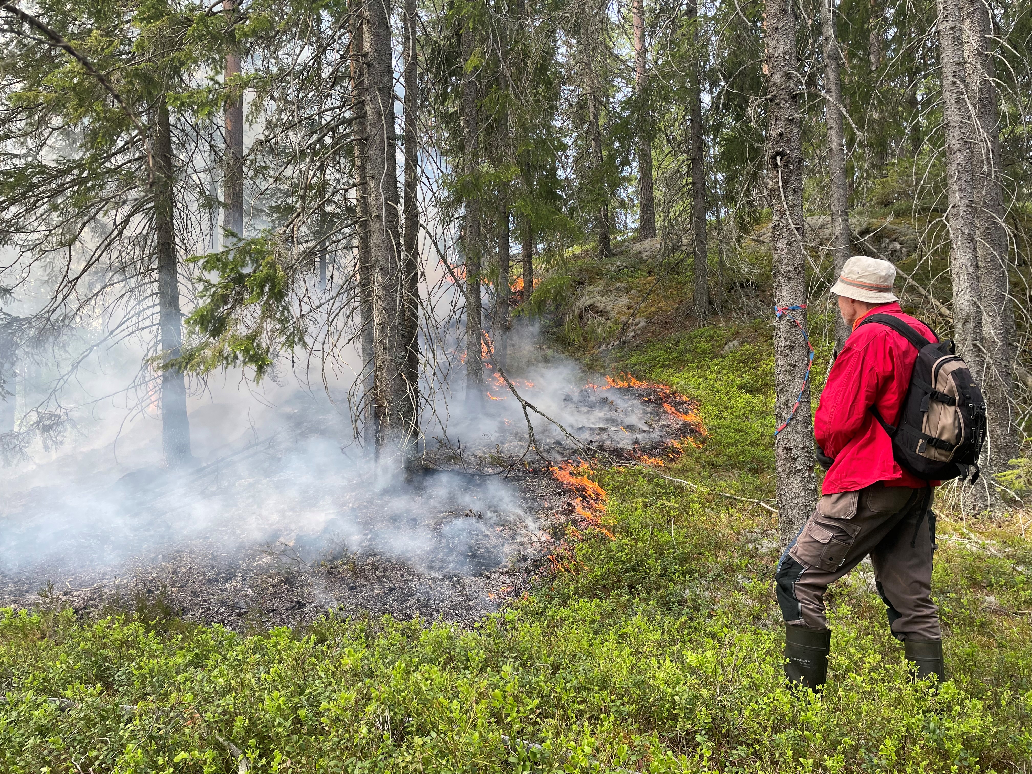 Mann ser på/observerer kontrollert naturvernbrenning i skogen.