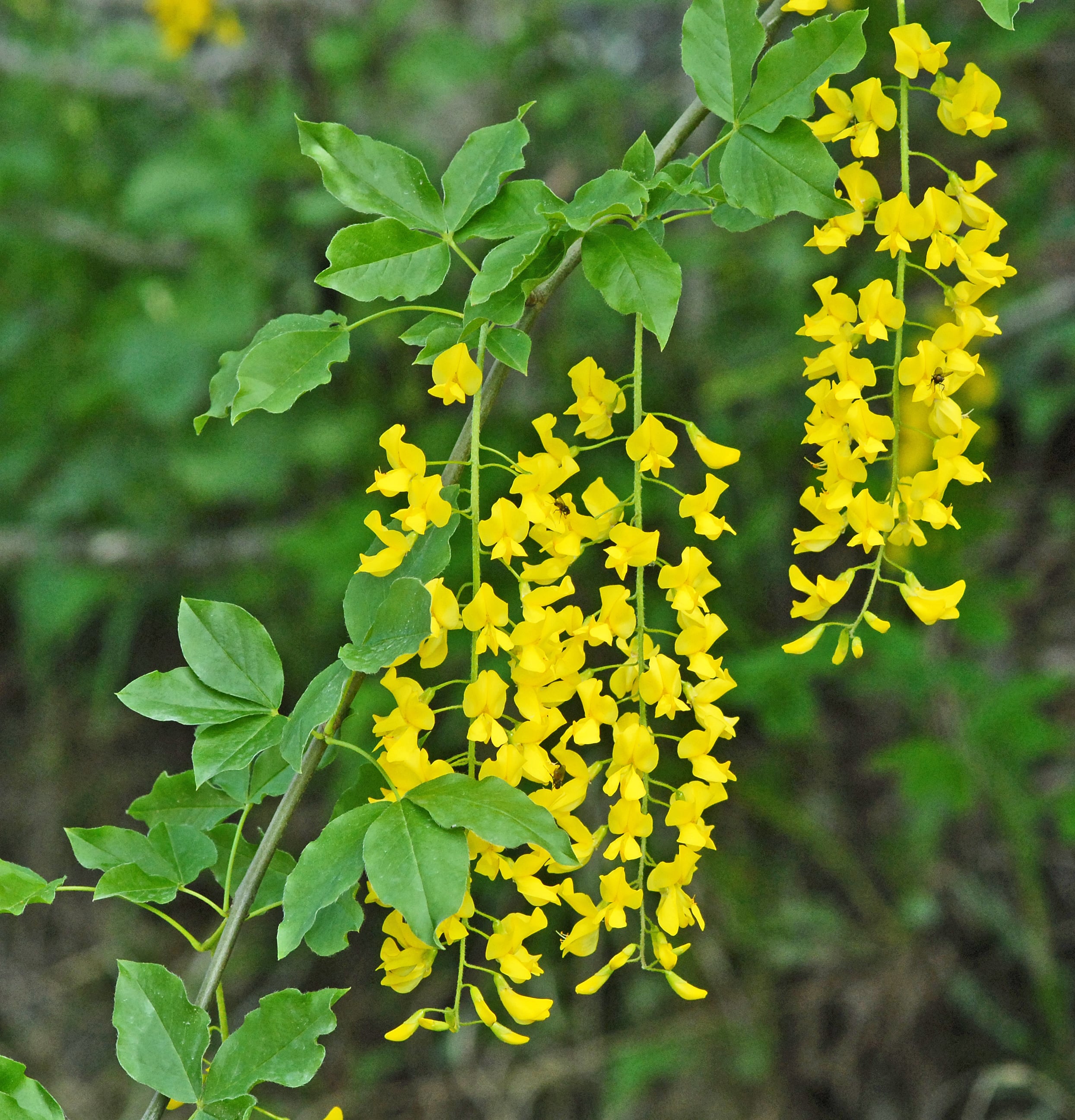 Alpegullregn i blomst