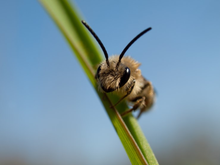 Sandbia har kring 40 artar i landet, og er ei slekt som legg bolet sitt i jorda. Larvene treng pollen, og klekkinga er ofte synkronisert med seljeblomstringa om våren. Her i Vestland har vi både truga og ikkje truga artar av sandbie. 