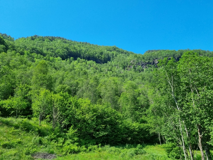 Skog med mye variasjon